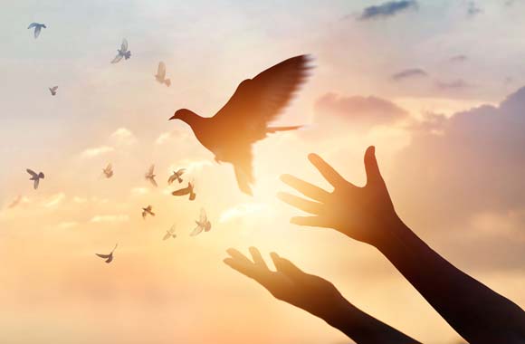 Des oiseaux