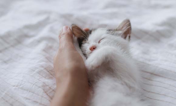 Chaton