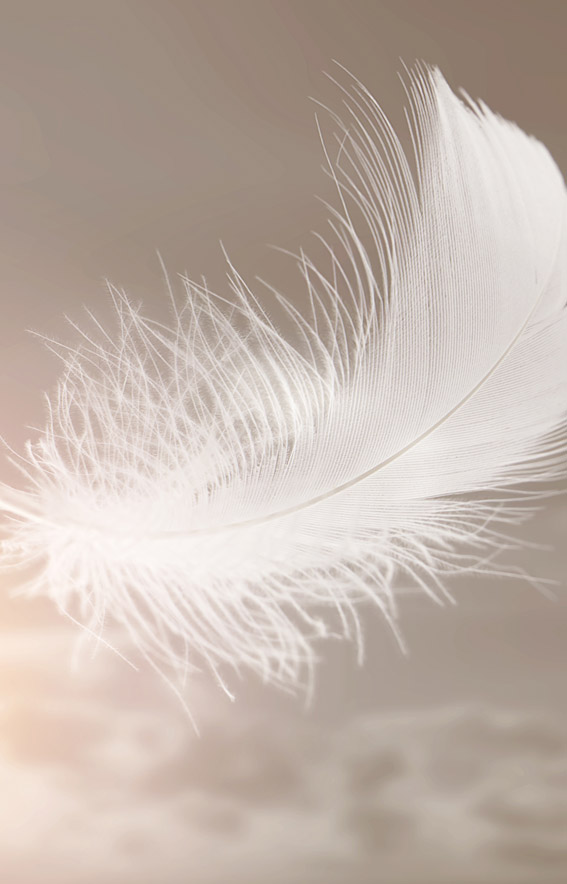 Plume blanche